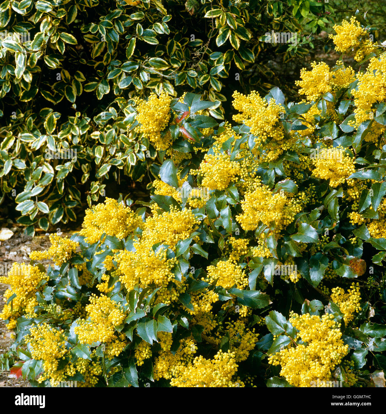 Mahonia aquifolium - `Apollo' AGM   TRS033738 Stock Photo